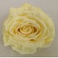 Róża wyrobowa EXCLUSIVE (6-pak) kolor MS1